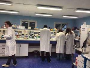 Stagiaires de 3e expérience laboratoire unité GABI INRAE